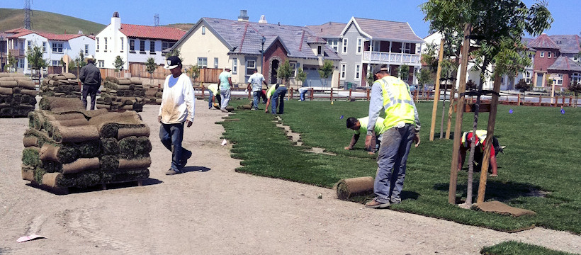 Sod Installation