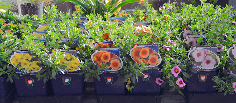 Plants