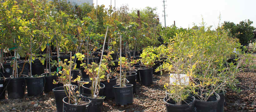 Trees